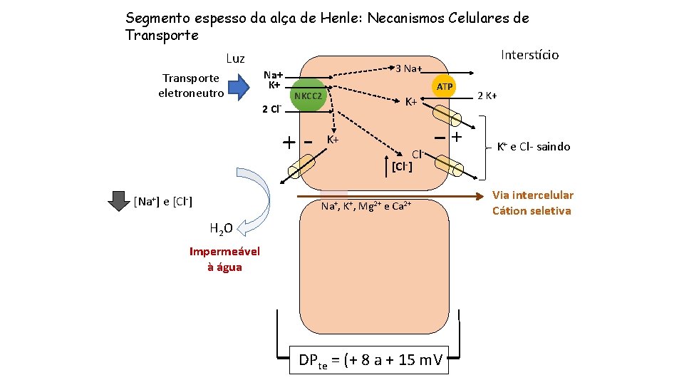 Segmento espesso da alça de Henle: Necanismos Celulares de Transporte Interstício Luz Transporte eletroneutro