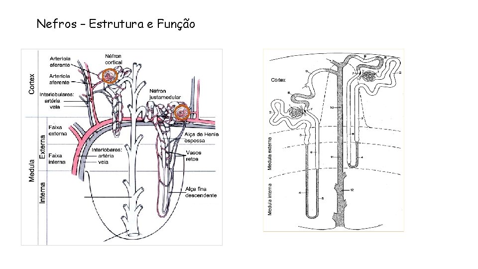 Nefros – Estrutura e Função 