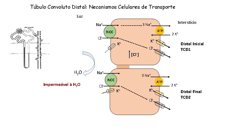 Túbulo Convoluto Distal: Necanismos Celulares de Transporte Luz Na+ Interstício 3 Na+ ATP NCC