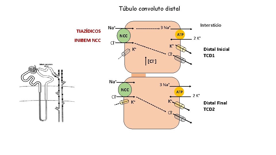 Túbulo convoluto distal TIAZÍDICOS INIBEM NCC Na+ Interstício 3 Na+ ATP NCC Cl- 2