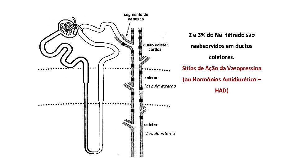 2 a 3% do Na+ filtrado são reabsorvidos em ductos coletores. Sítios de Ação