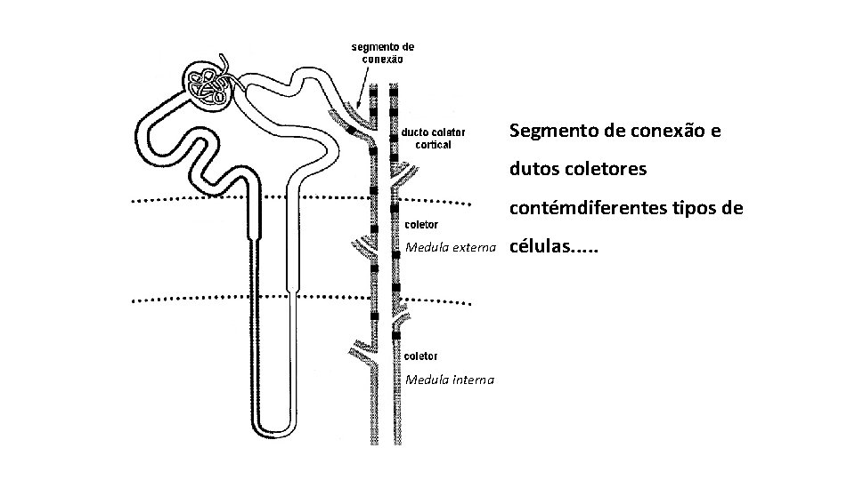 Segmento de conexão e dutos coletores contémdiferentes tipos de Medula externa Medula interna células.