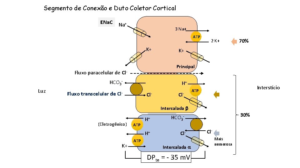 Segmento de Conexão e Duto Coletor Cortical ENa. C Na+ 3 Na+ ATP K+