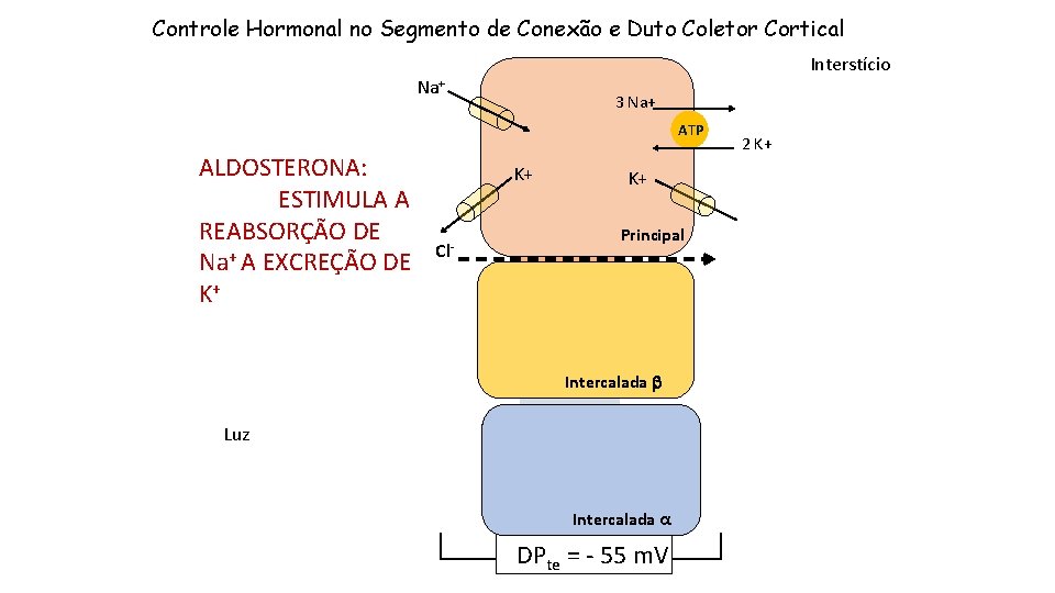 Controle Hormonal no Segmento de Conexão e Duto Coletor Cortical Interstício Na+ 3 Na+