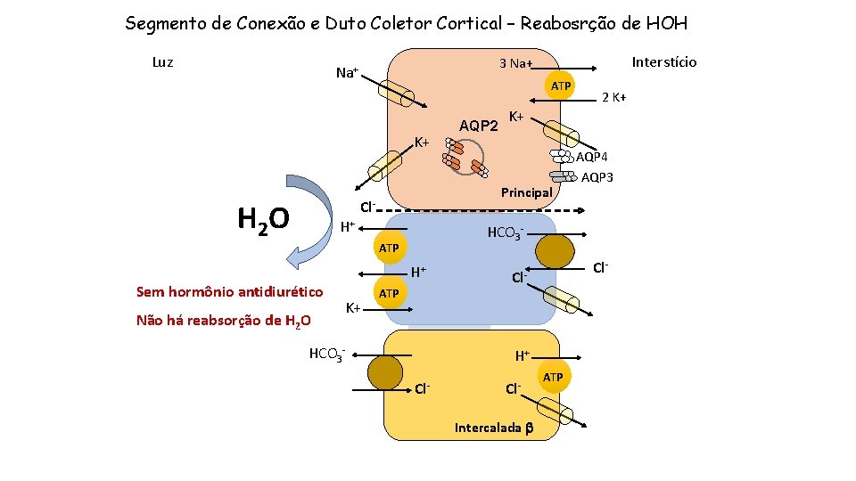 Segmento de Conexão e Duto Coletor Cortical – Reabosrção de HOH Luz ATP K+