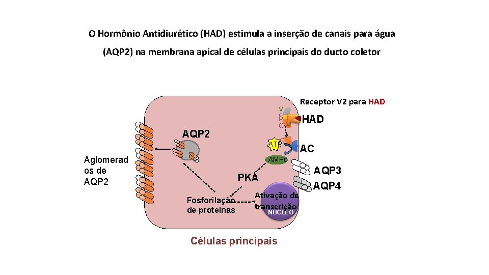 O Hormônio Antidiurético (HAD) estimula a inserção de canais para água (AQP 2) na