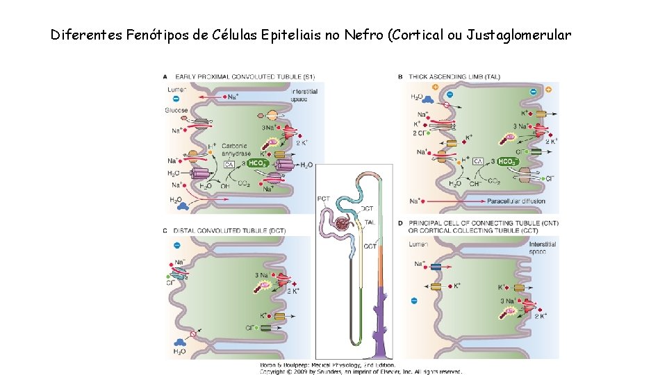 Diferentes Fenótipos de Células Epiteliais no Nefro (Cortical ou Justaglomerular 