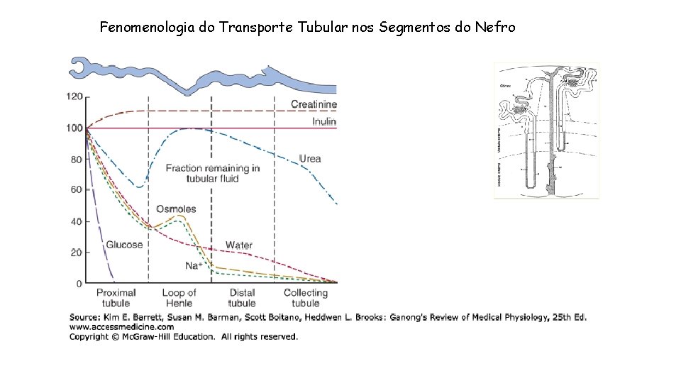 Fenomenologia do Transporte Tubular nos Segmentos do Nefro 