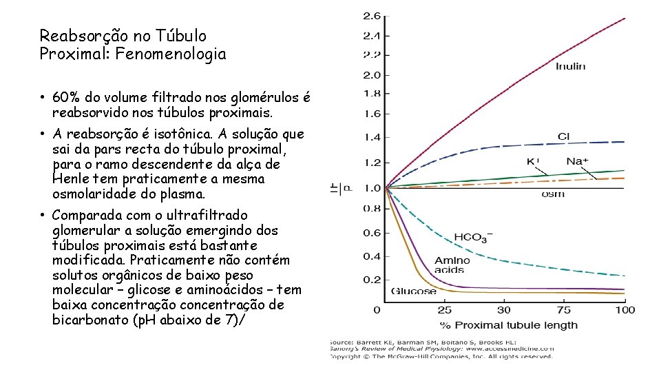 Reabsorção no Túbulo Proximal: Fenomenologia • 60% do volume filtrado nos glomérulos é reabsorvido