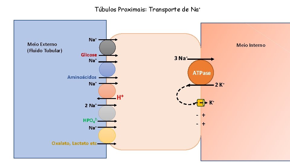Túbulos Proximais: Transporte de Na+ Meio Externo (Fluido Tubular) Na+ Meio Interno Glicose Na+