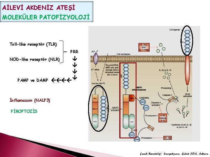 AİLEVİ AKDENİZ ATEŞİ MOLEKÜLER PATOFİZYOLOJİ Toll-like reseptör (TLR) PRR NOD-like reseptör (NLR) PAMP ve