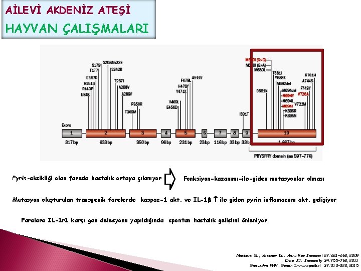 AİLEVİ AKDENİZ ATEŞİ HAYVAN ÇALIŞMALARI Pyrin-eksikliği olan farede hastalık ortaya çıkmıyor Fonksiyon-kazanımı-ile-giden mutasyonlar olması