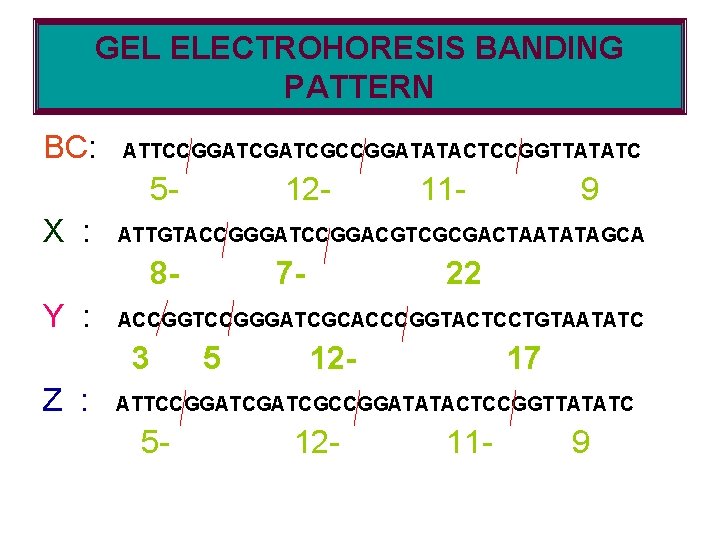 GEL ELECTROHORESIS BANDING PATTERN BC: ATTCCGGATCGCCGGATATACTCCGGTTATATC 5 X : 127 - 22 ACCGGTCCGGGATCGCACCCGGTACTCCTGTAATATC 3