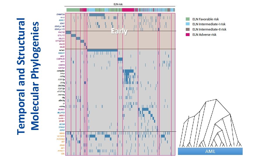 Temporal and Structural Molecular Phylogenies Early AML 
