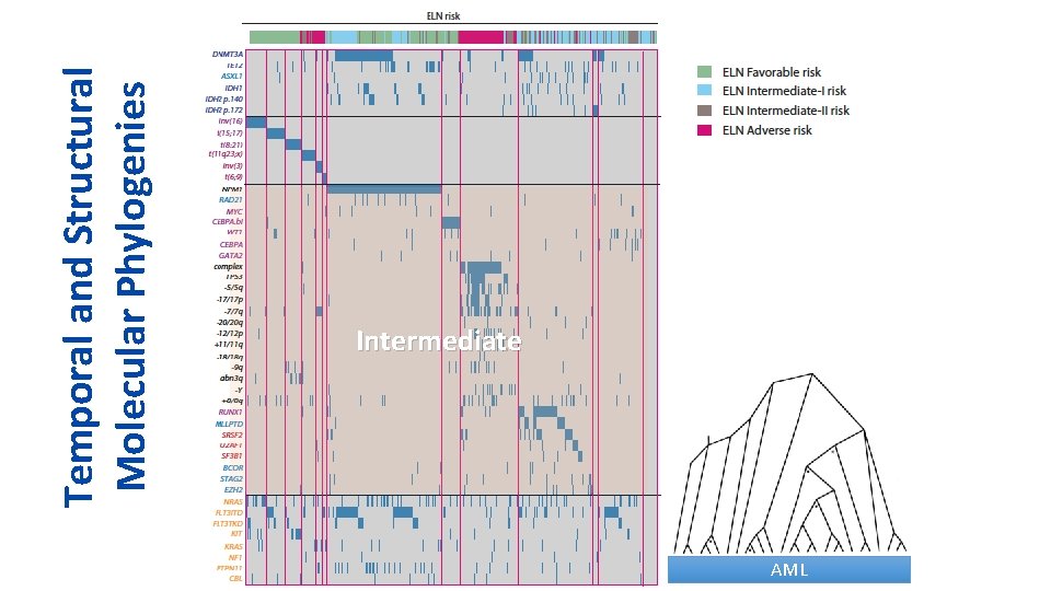 Temporal and Structural Molecular Phylogenies Intermediate AML 
