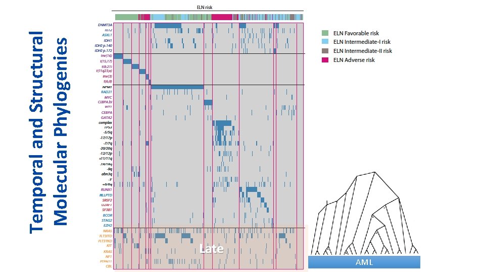 Late AML Temporal and Structural Molecular Phylogenies 