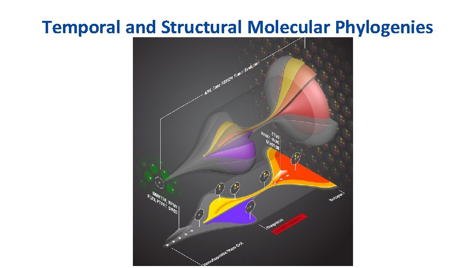 Temporal and Structural Molecular Phylogenies 