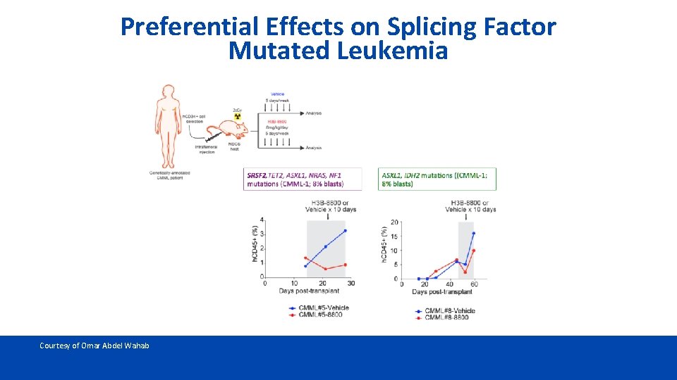 Preferential Effects on Splicing Factor Mutated Leukemia Courtesy of Omar Abdel Wahab 