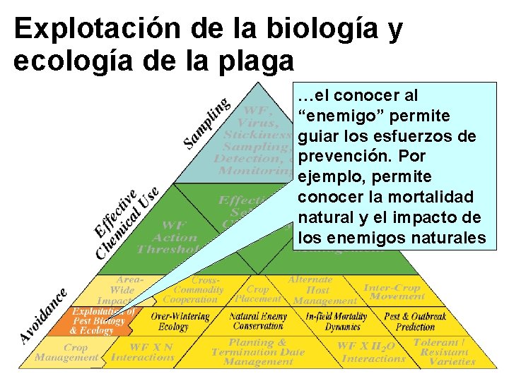 Explotación de la biología y ecología de la plaga …el conocer al “enemigo” permite
