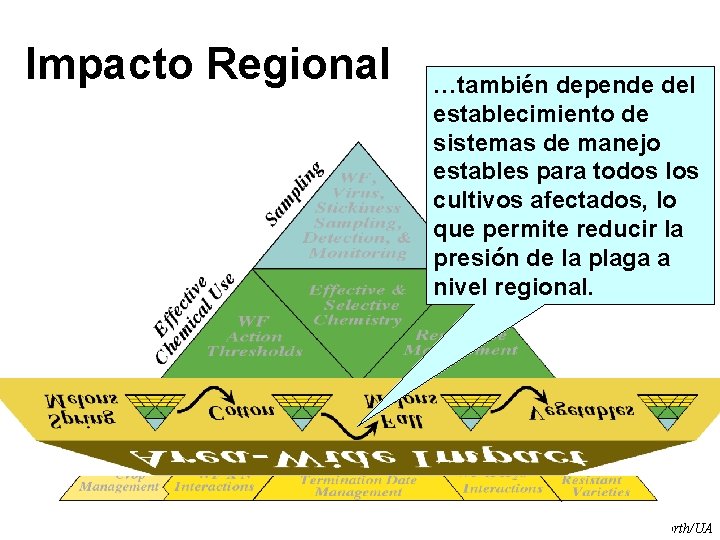 Impacto Regional …también depende del establecimiento de sistemas de manejo estables para todos los