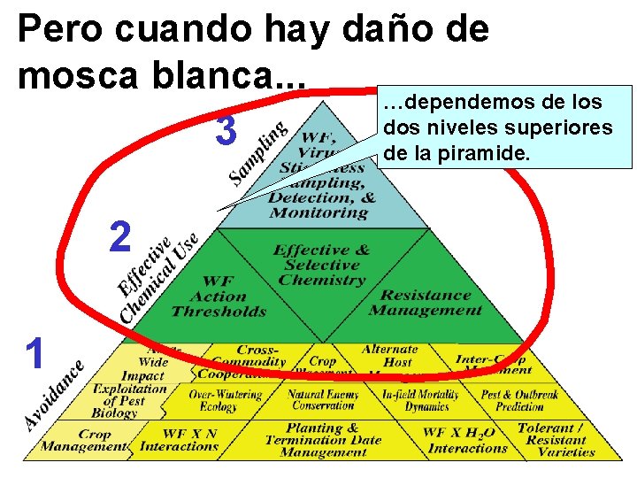 Pero cuando hay daño de mosca blanca. . . 3 …dependemos de los dos