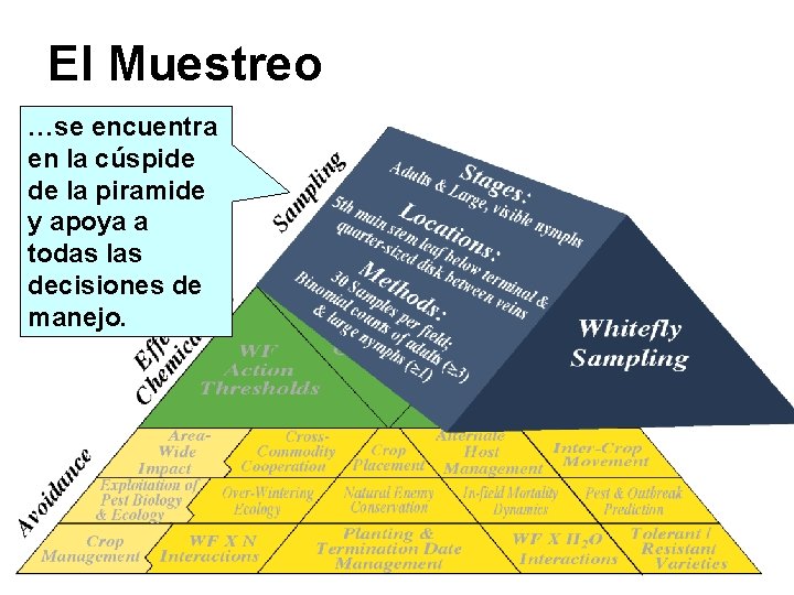 El Muestreo …se encuentra en la cúspide de la piramide y apoya a todas