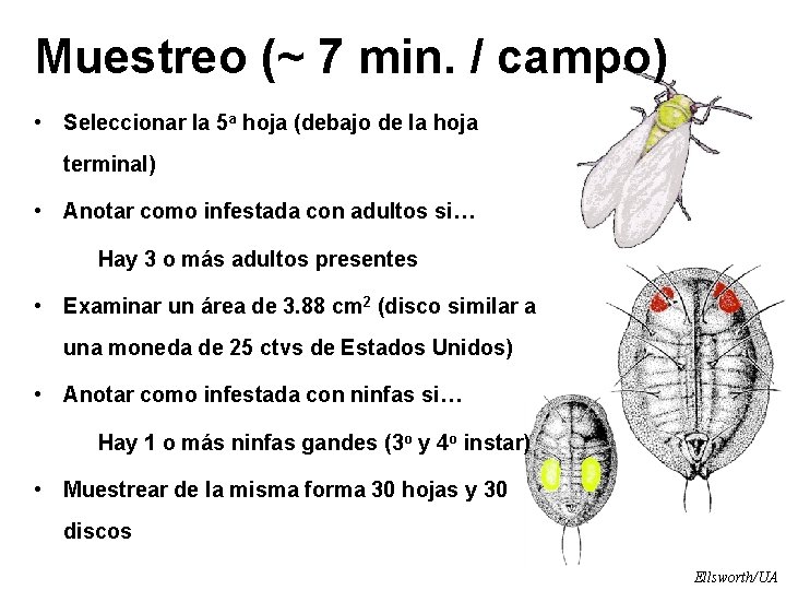 Muestreo (~ 7 min. / campo) • Seleccionar la 5 a hoja (debajo de