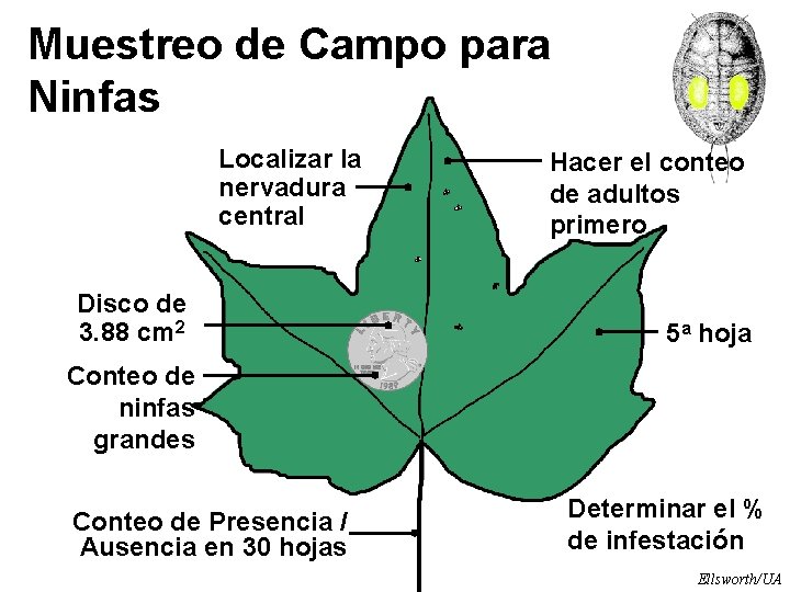 Muestreo de Campo para Ninfas Localizar la nervadura central Disco de 3. 88 cm
