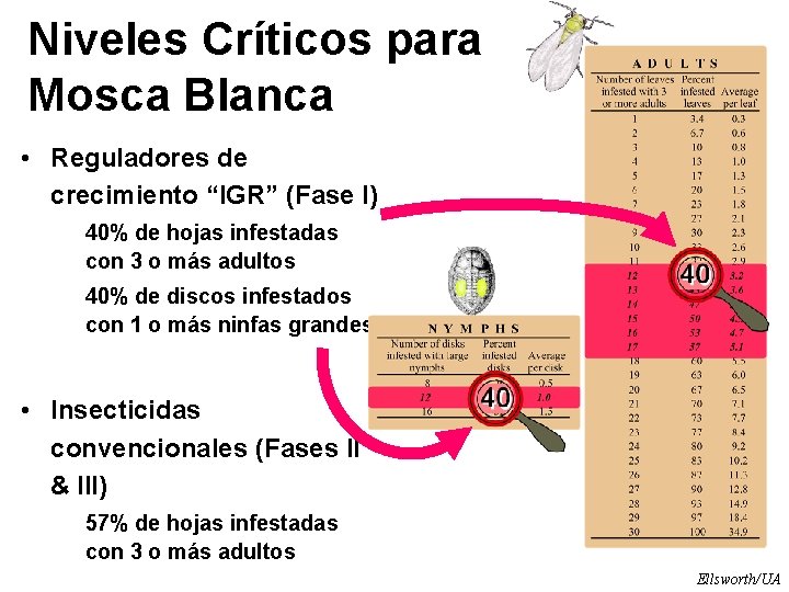 Niveles Críticos para Mosca Blanca • Reguladores de crecimiento “IGR” (Fase I) 40% de