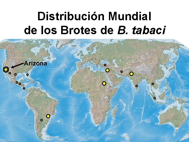 Distribución Mundial de los Brotes de B. tabaci Arizona Ellsworth/UA 