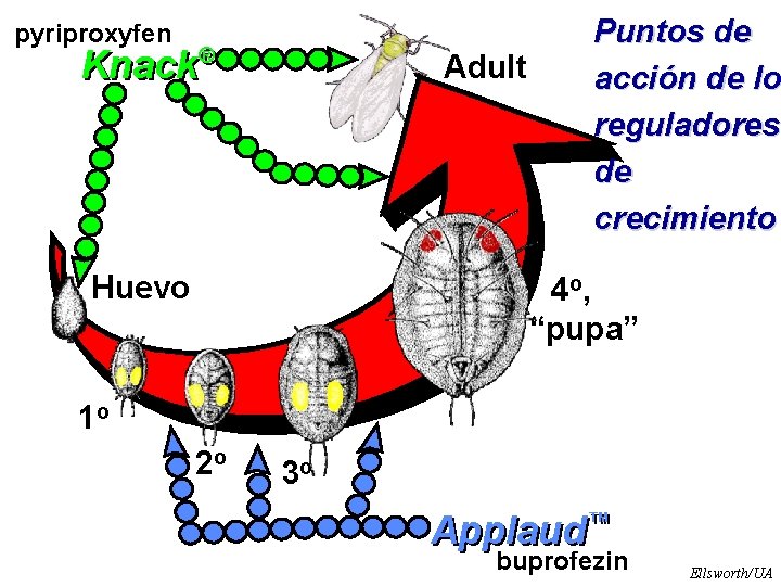 pyriproxyfen ® Knack Puntos de acción de lo reguladores de crecimiento Adult Huevo 4