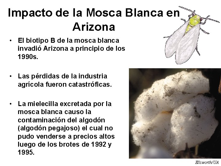 Impacto de la Mosca Blanca en Arizona • El biotipo B de la mosca