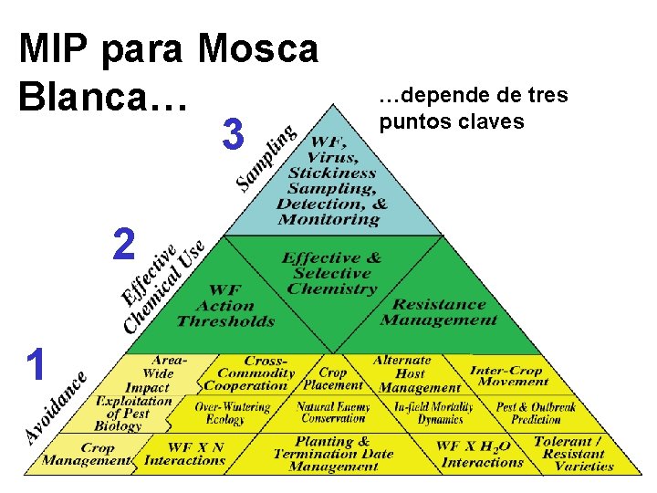 MIP para Mosca Blanca… 3 …depende de tres puntos claves 2 1 Ellsworth/UA 