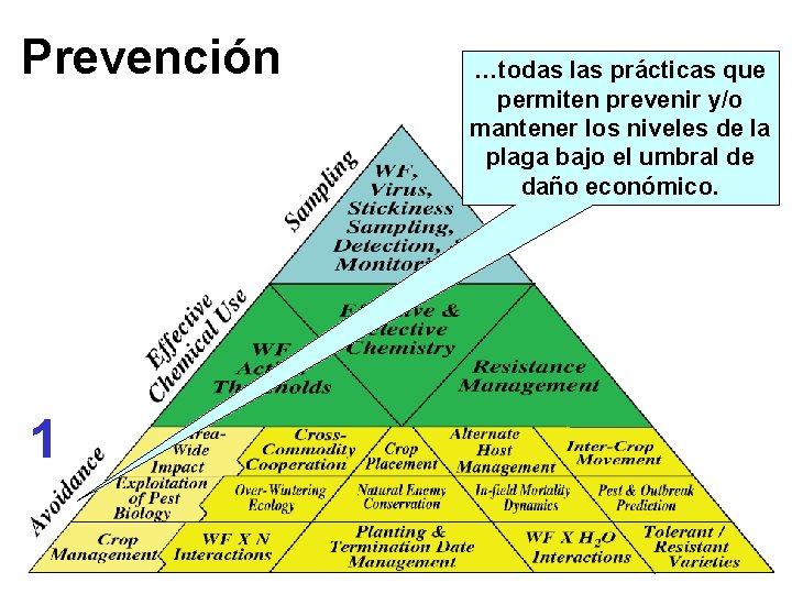 Prevención …todas las prácticas que permiten prevenir y/o mantener los niveles de la plaga