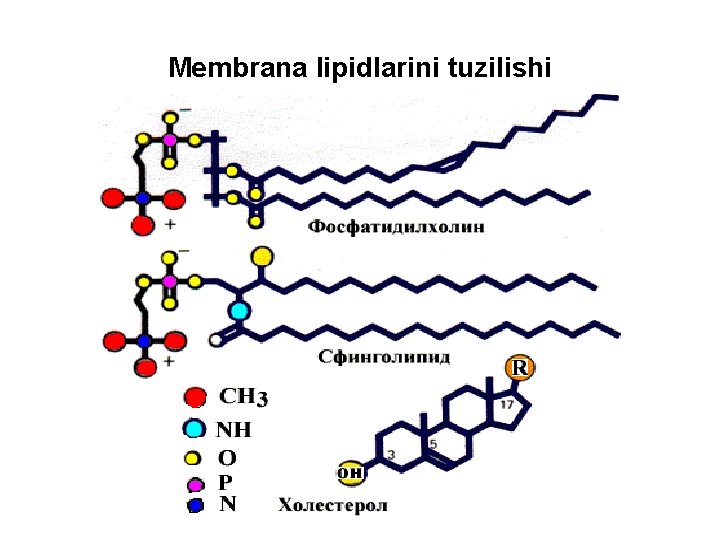 Membrana lipidlarini tuzilishi 