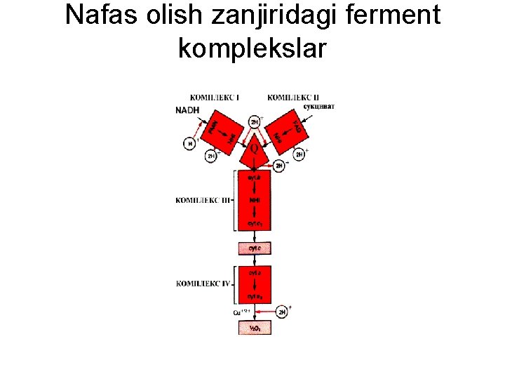 Nafas olish zanjiridagi ferment komplekslar 