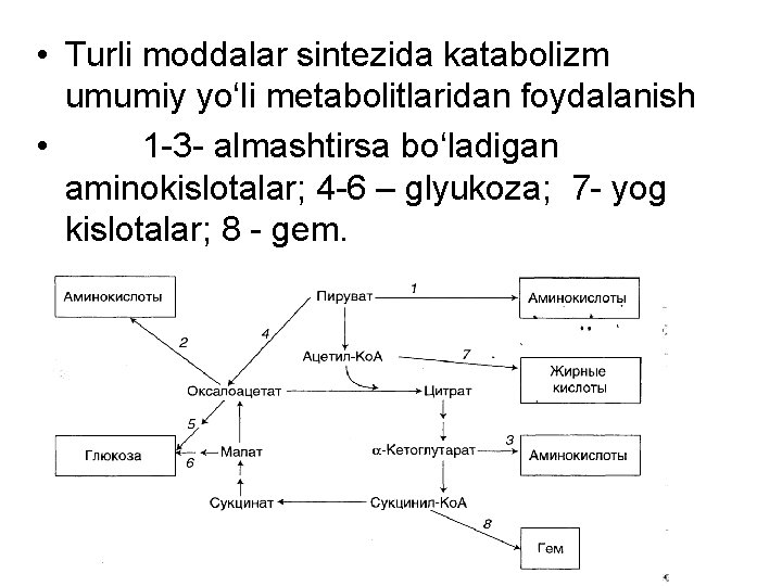  • Turli moddalar sintezida katabolizm umumiy yo‘li metabolitlaridan foydalanish • 1 -3 -