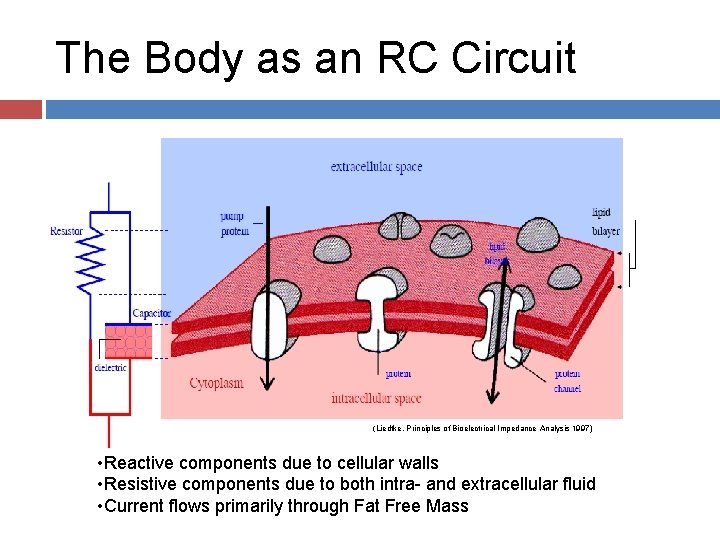 The Body as an RC Circuit (Liedtke, Principles of Bioelectrical Impedance Analysis 1997) •