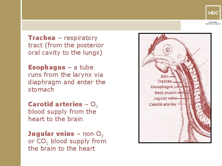 TM Trachea – respiratory tract (from the posterior oral cavity to the lungs) Esophagus