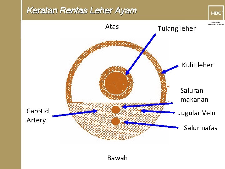 Keratan Rentas Leher Ayam Atas TM Tulang leher Kulit leher Saluran makanan Carotid Artery