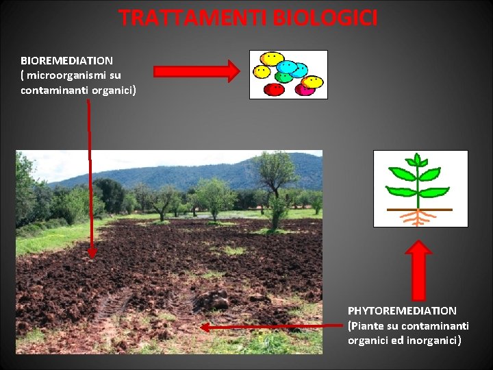 TRATTAMENTI BIOLOGICI BIOREMEDIATION ( microorganismi su contaminanti organici) PHYTOREMEDIATION (Piante su contaminanti organici ed