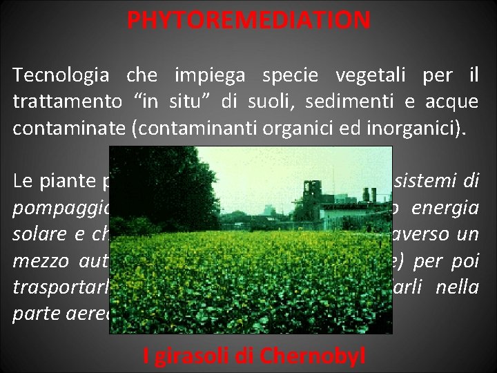 PHYTOREMEDIATION Tecnologia che impiega specie vegetali per il trattamento “in situ” di suoli, sedimenti