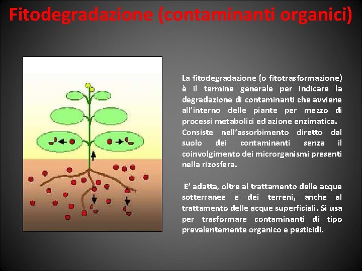 Fitodegradazione (contaminanti organici) La fitodegradazione (o fitotrasformazione) è il termine generale per indicare la