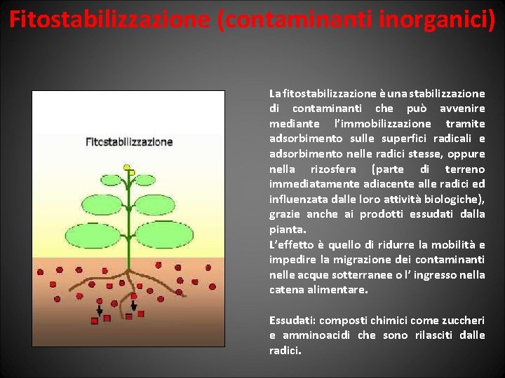 Fitostabilizzazione (contaminanti inorganici) La fitostabilizzazione è una stabilizzazione di contaminanti che può avvenire mediante