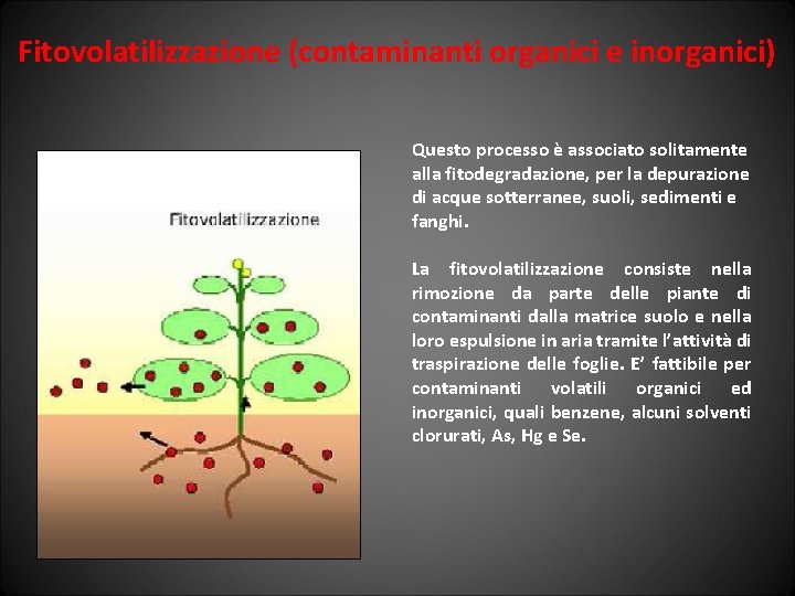 Fitovolatilizzazione (contaminanti organici e inorganici) Questo processo è associato solitamente alla fitodegradazione, per la