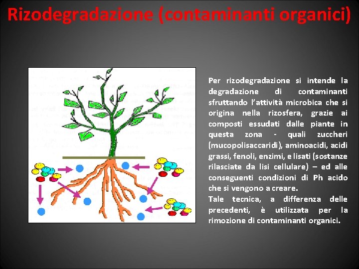 Rizodegradazione (contaminanti organici) Per rizodegradazione si intende la degradazione di contaminanti sfruttando l’attività microbica