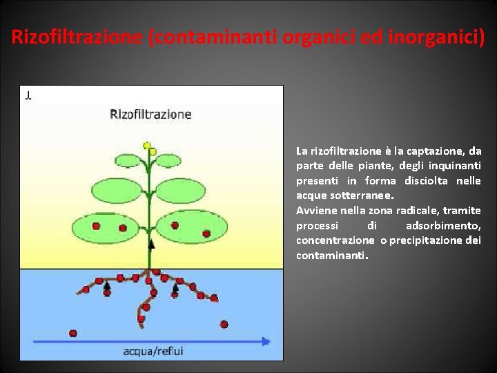 Rizofiltrazione (contaminanti organici ed inorganici) La rizofiltrazione è la captazione, da parte delle piante,