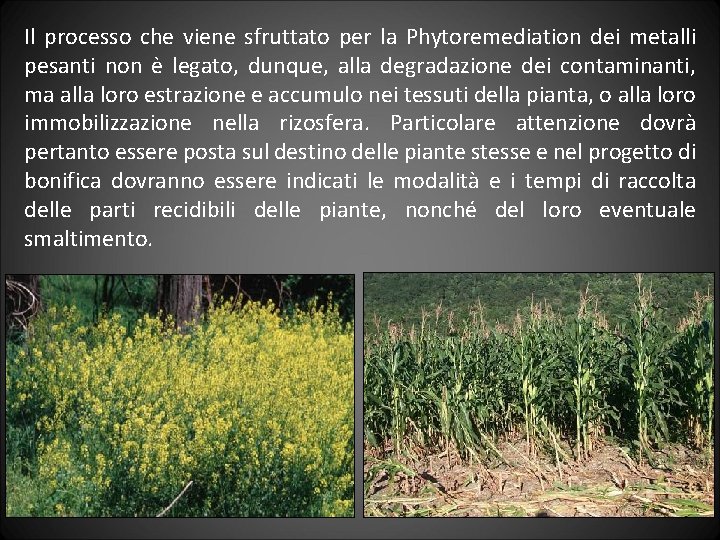 Il processo che viene sfruttato per la Phytoremediation dei metalli pesanti non è legato,