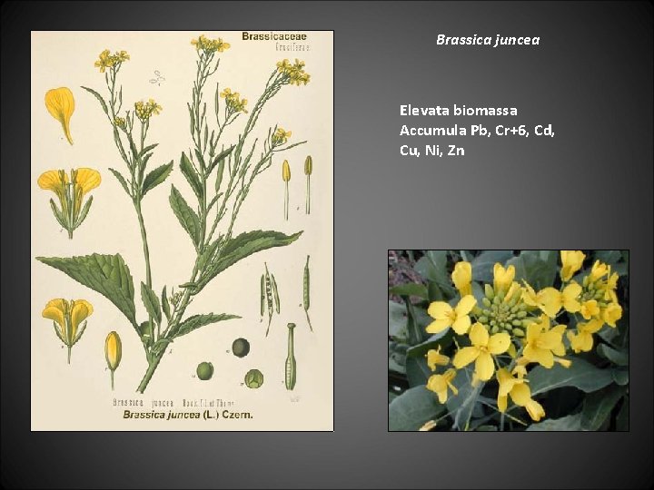 Brassica juncea Elevata biomassa Accumula Pb, Cr+6, Cd, Cu, Ni, Zn 