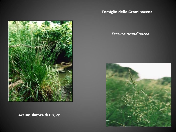 Famiglia delle Graminaceae Festuca arundinacea Accumulatore di Pb, Zn 